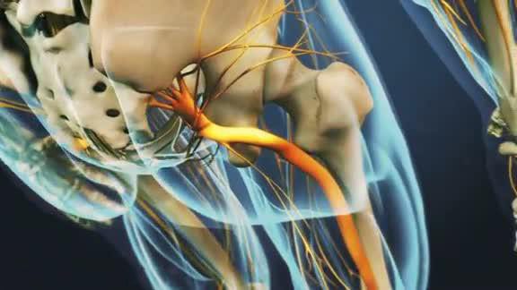 sciatic nerve back buttocks leg