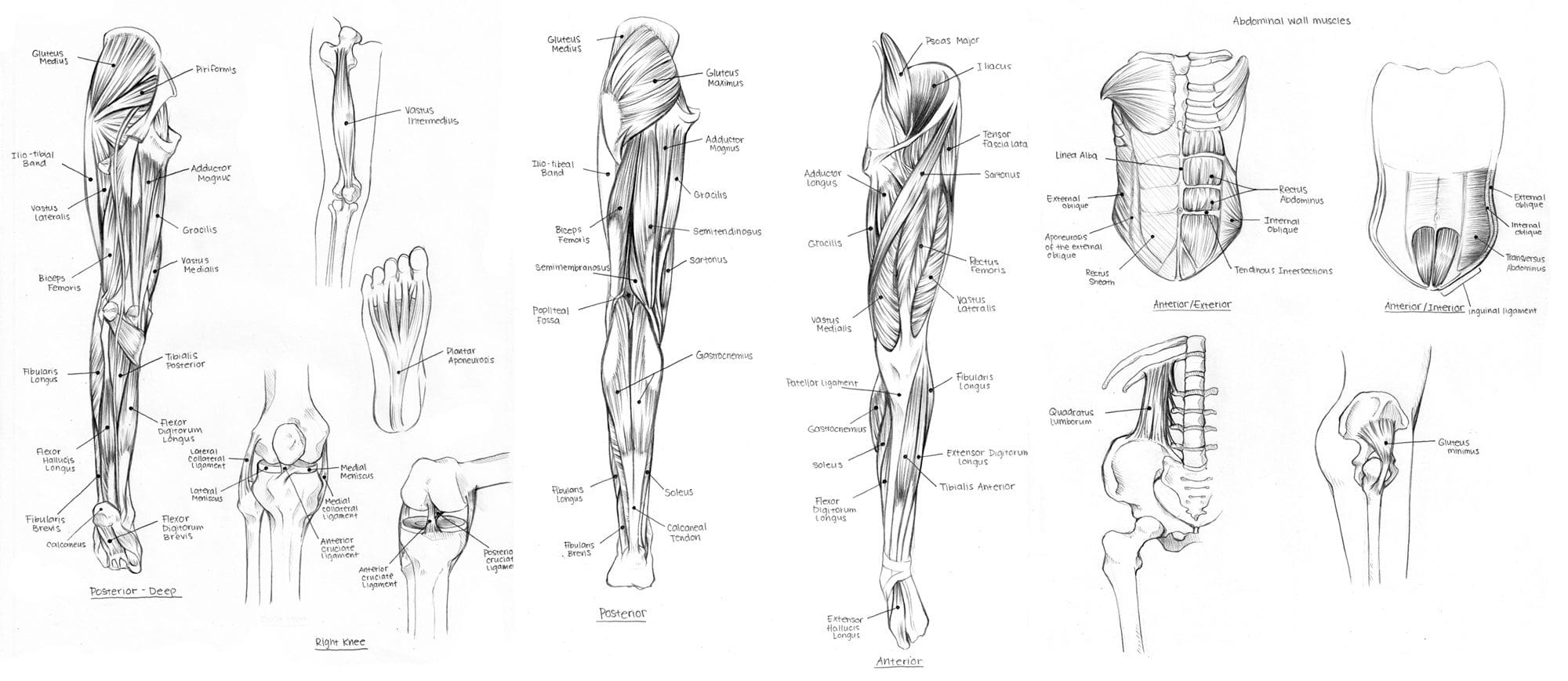 Muscles of the Upper Leg Diagram