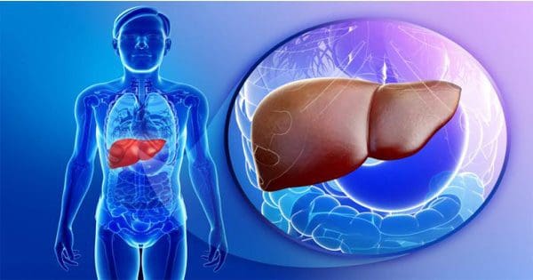 blog illustration of see through body into the liver