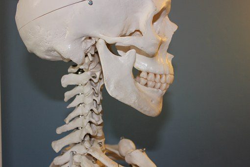 blog picture of human skeleton model