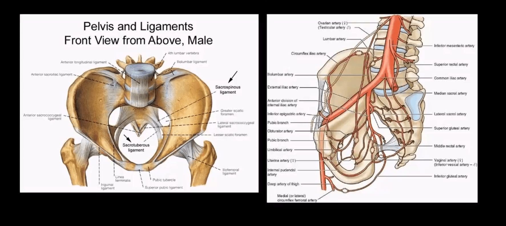 pelvis trauma el paso tx.