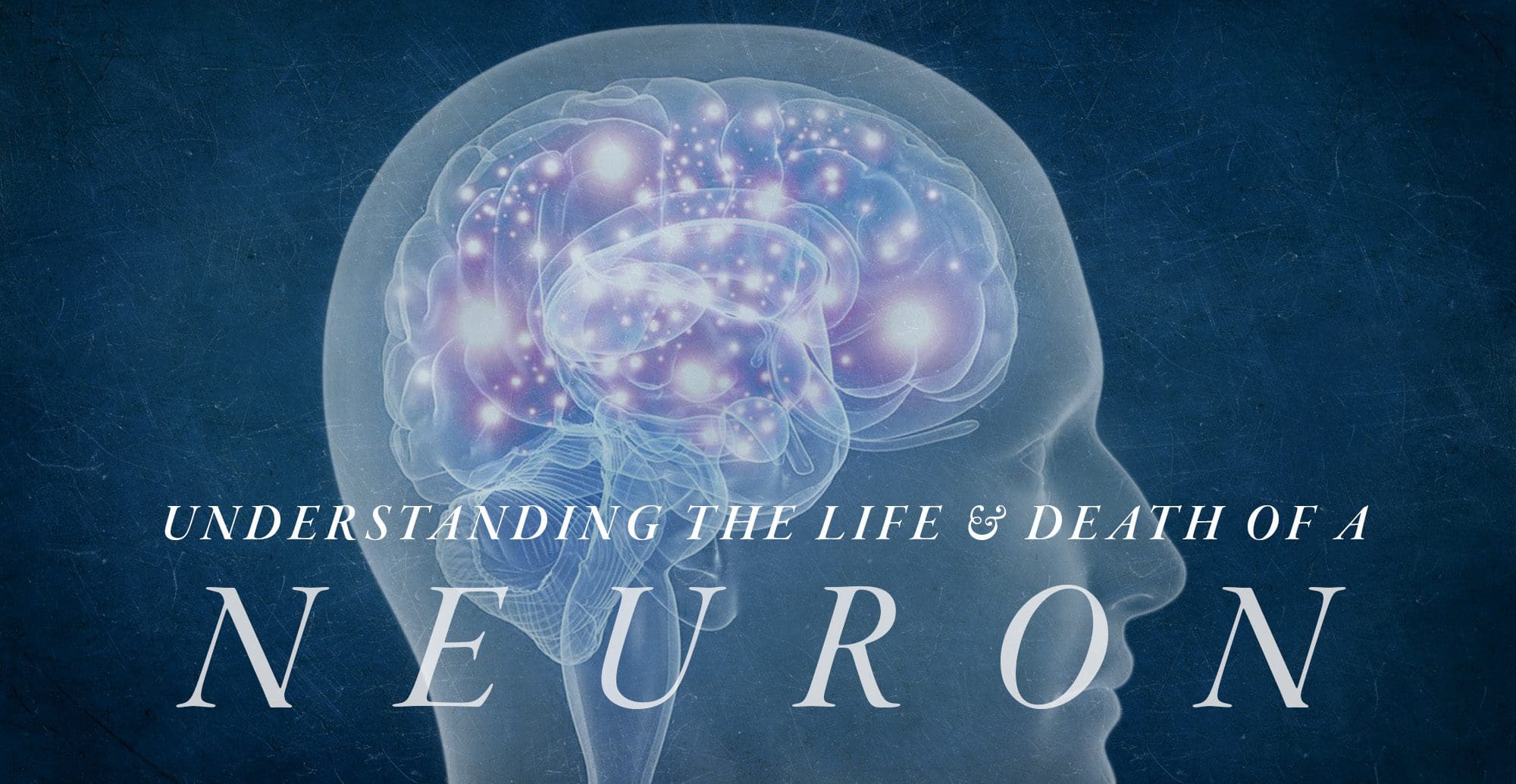 Understanding the Life and Death of a Neuron | El Paso, TX Chiropractor