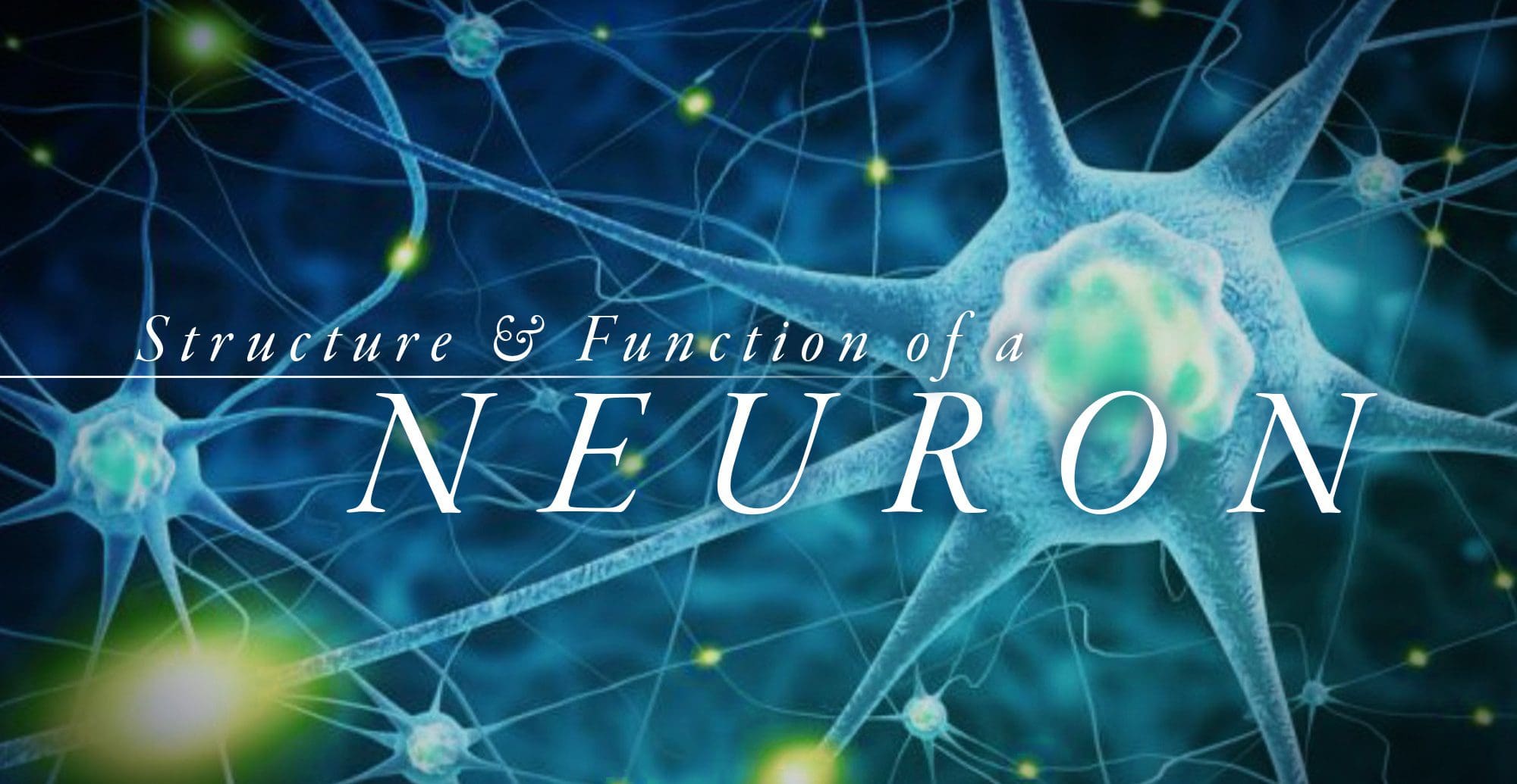 Understanding the Structure and Function of a Neuron | El Paso, TX Chiropractor
