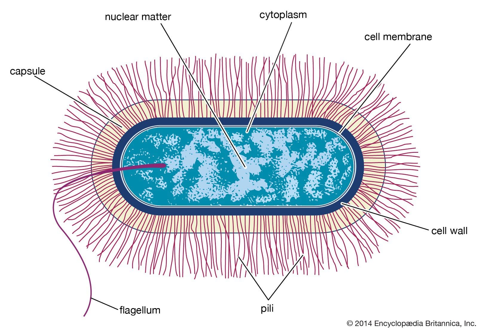 drawing-structure-cell-bacillus-type.jpg