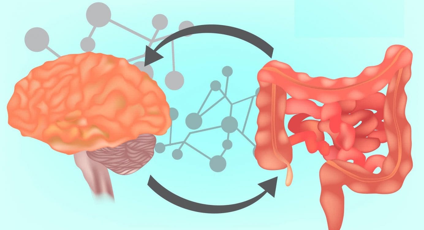 Functional Neurology: What is the Gut-Brain Axis?