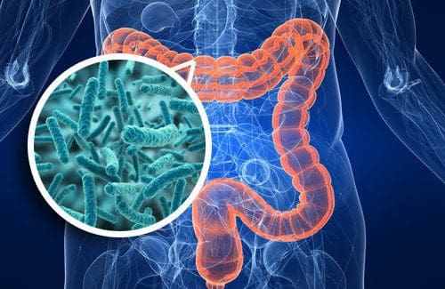 bifidobacterias in the gut