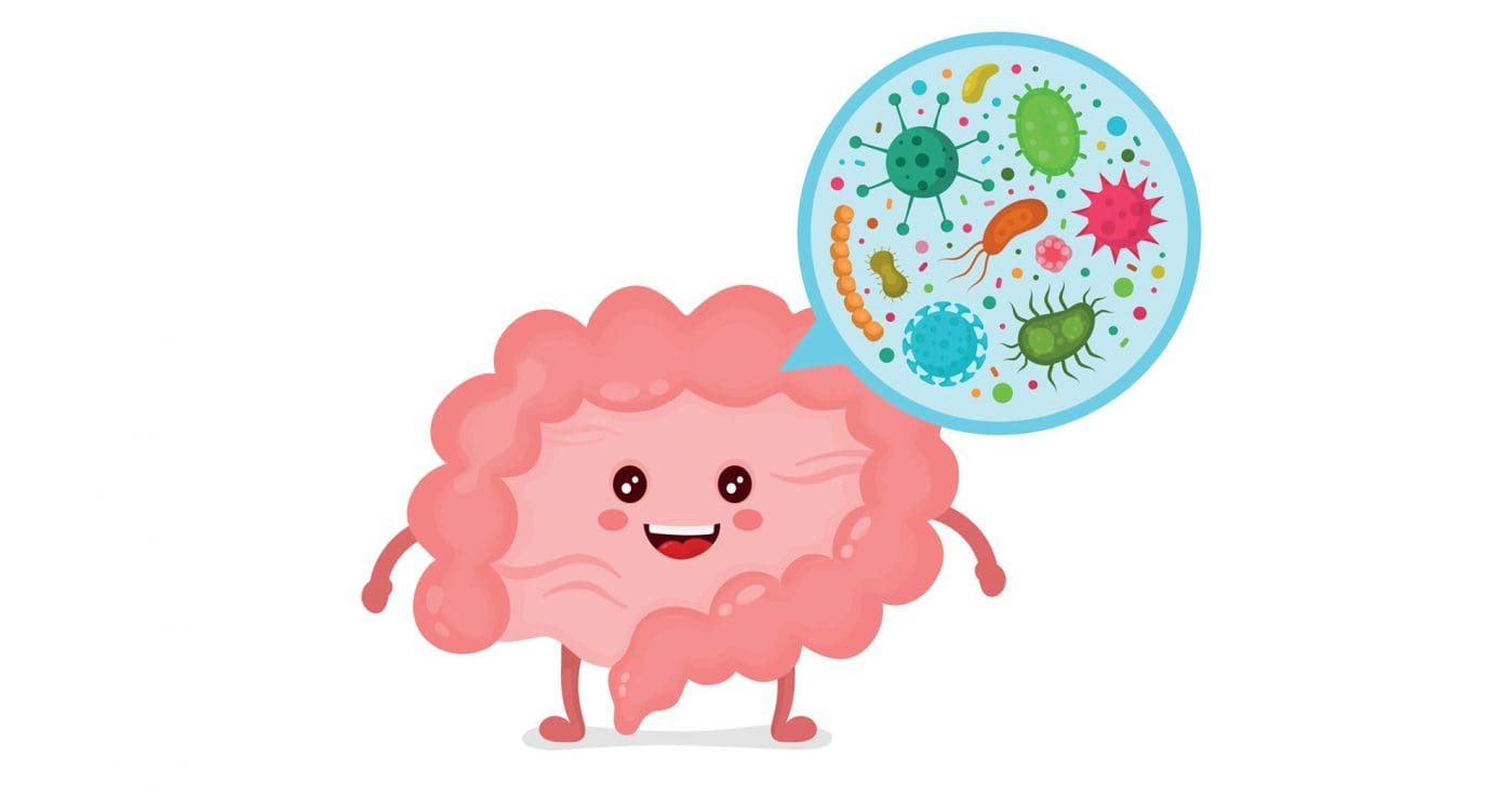 Functions Of The Intestinal Barrier