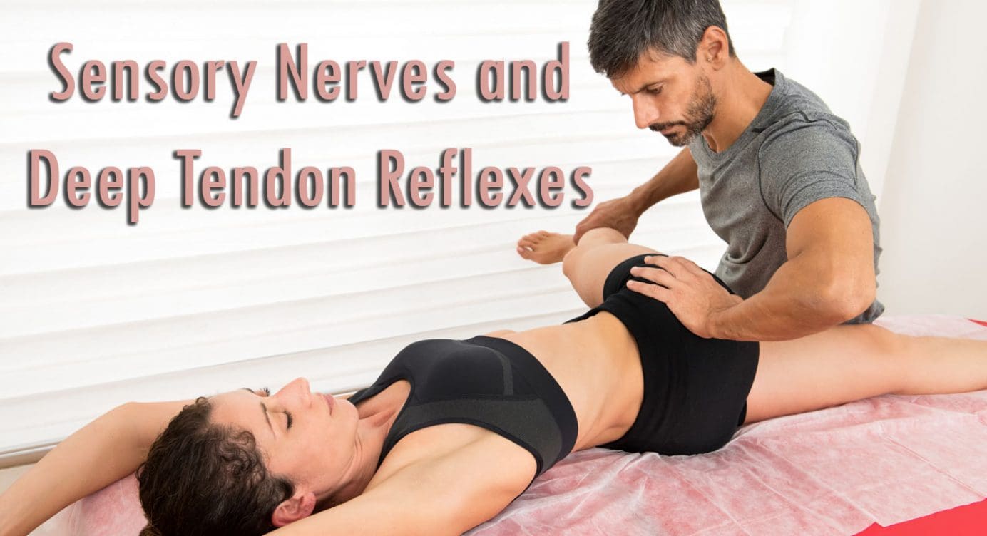 Sensory Nerves and Tendon Reflexes El Paso, Texas