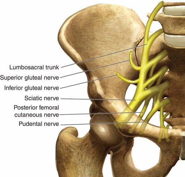 11860 Vista Del Sol, Ste. 128 Sciatica or Osteonecrosis of Femoral Head? A Common Misdiagnosis